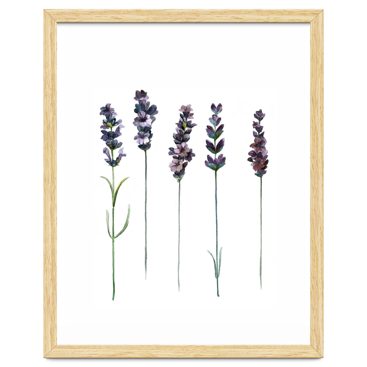 Botanical Illustration Lavender
