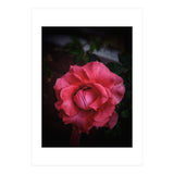 Red-Orange Rose (Print Only) thumbnail