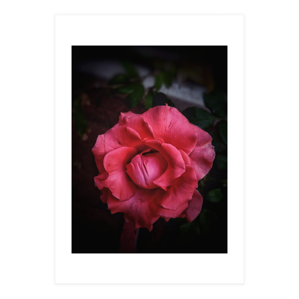 Red-Orange Rose (Print Only)