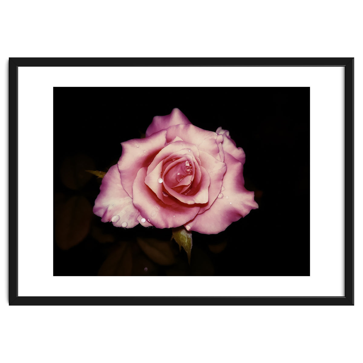 Satin Rose