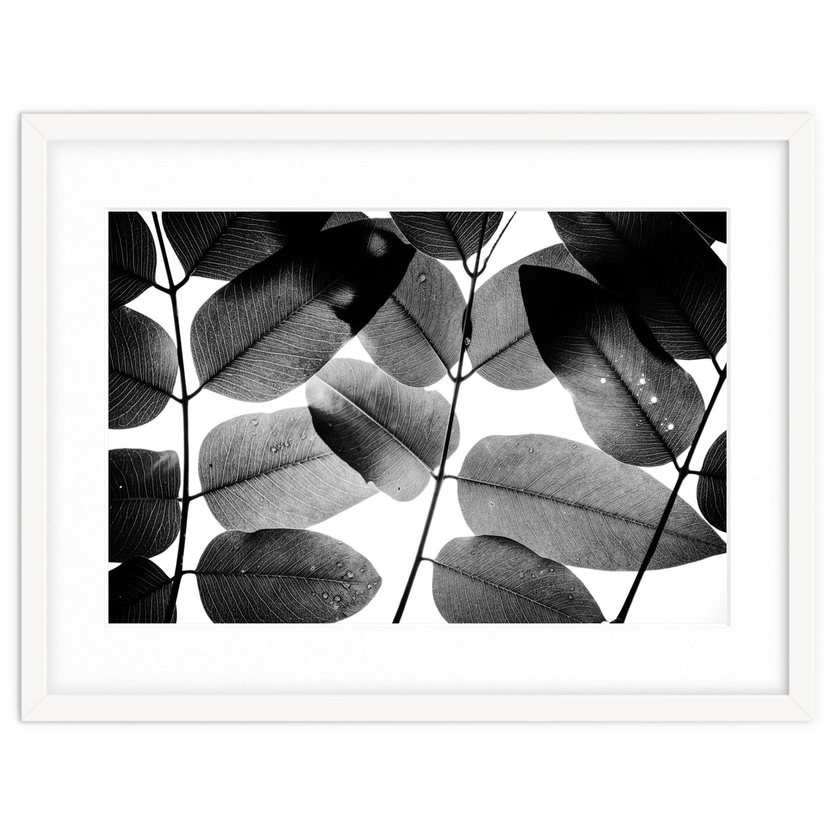 Experiments with Leaves II