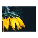 Sunflower Detail 1 (Print Only) thumbnail