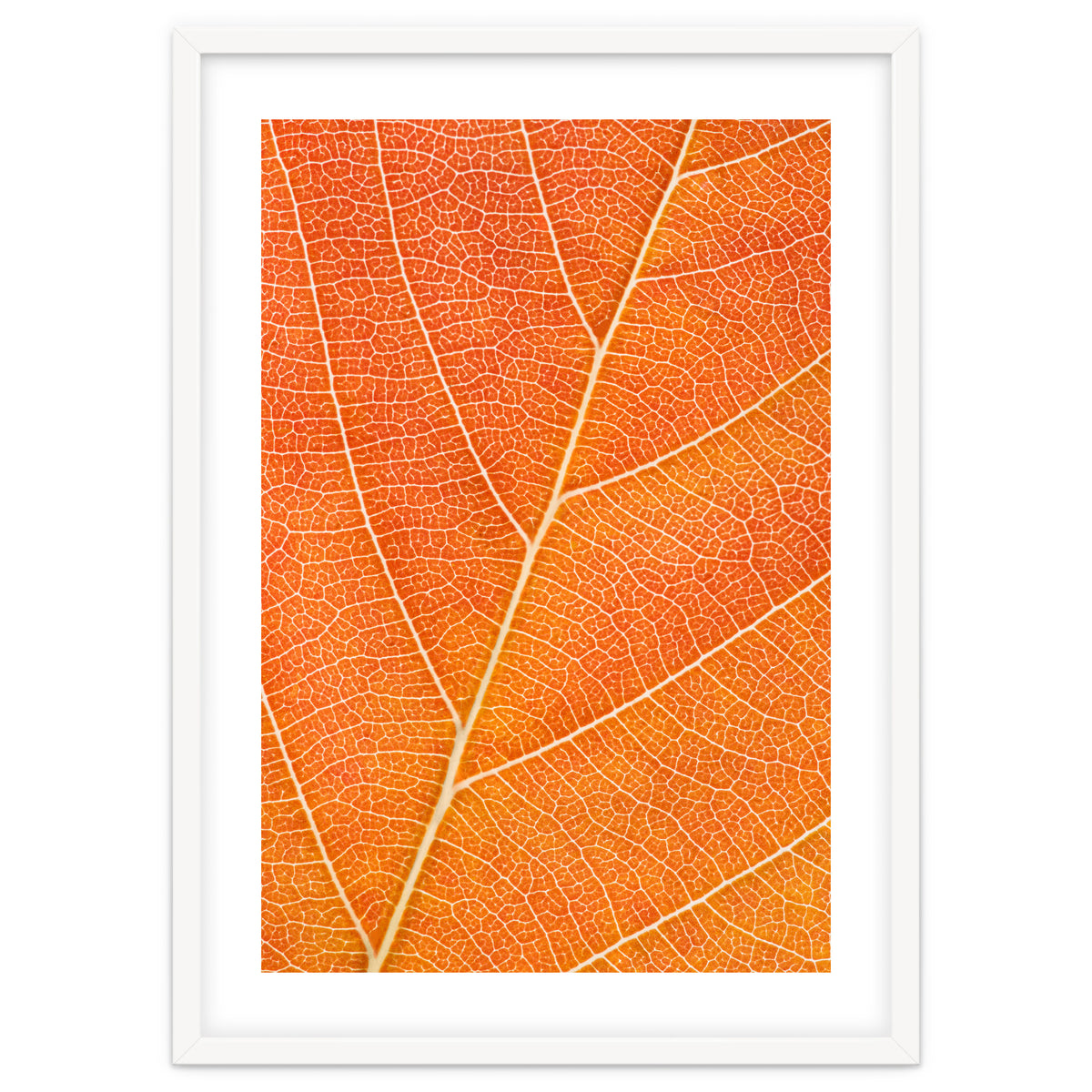 Autumn Leaf