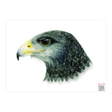 Black-chested buzzard-eagle (Print Only) thumbnail