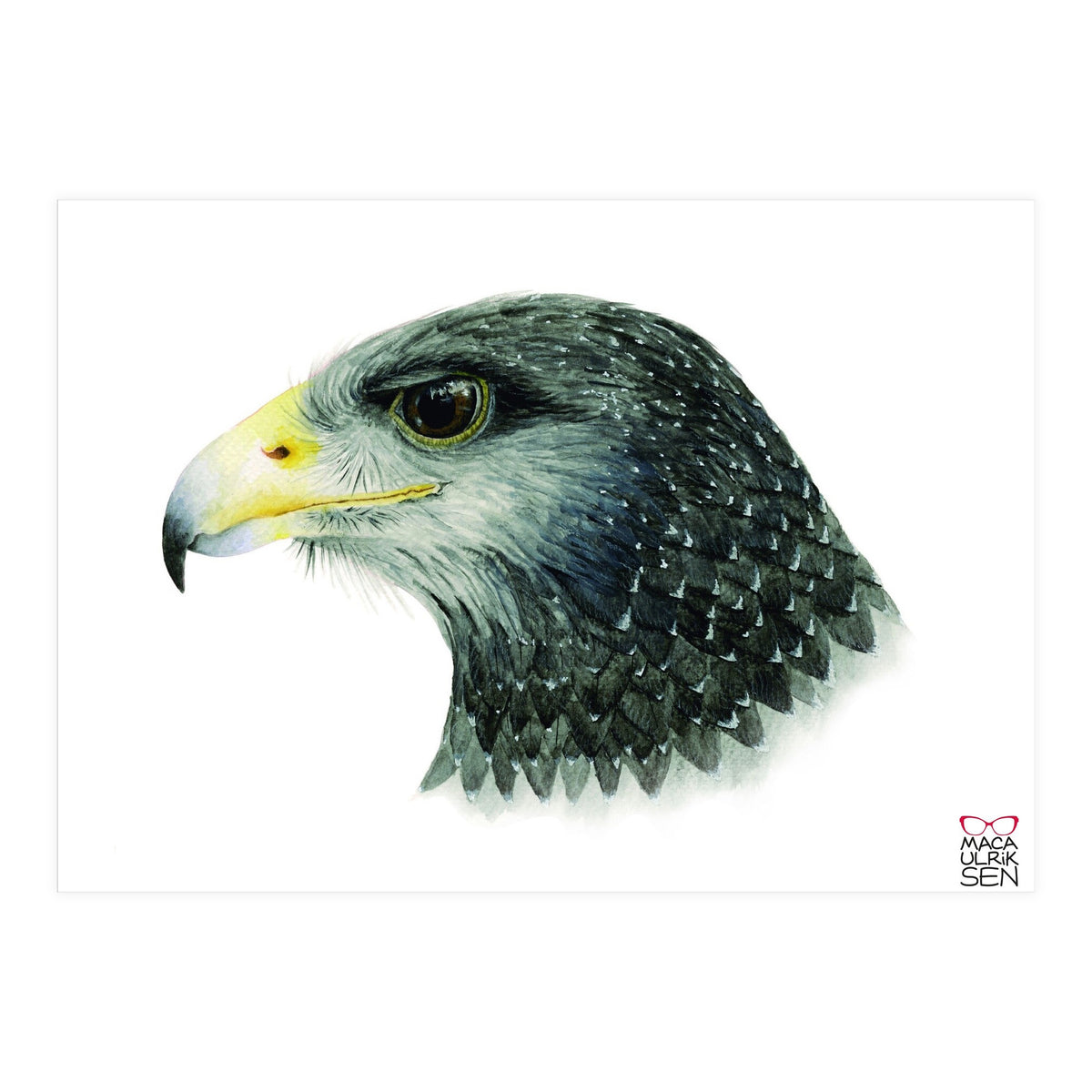 Black-chested buzzard-eagle (Print Only)