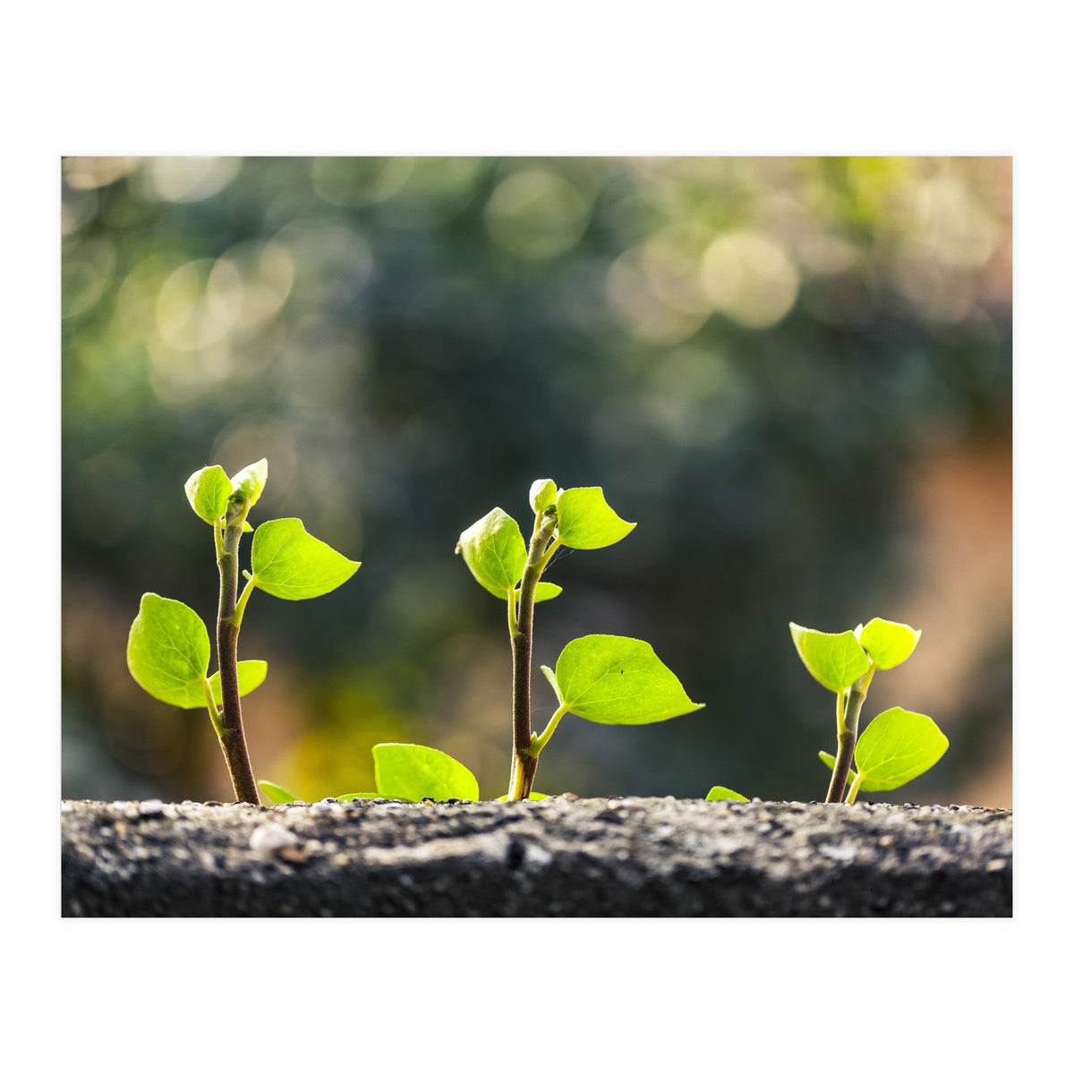 Plant in Nature (Print Only)