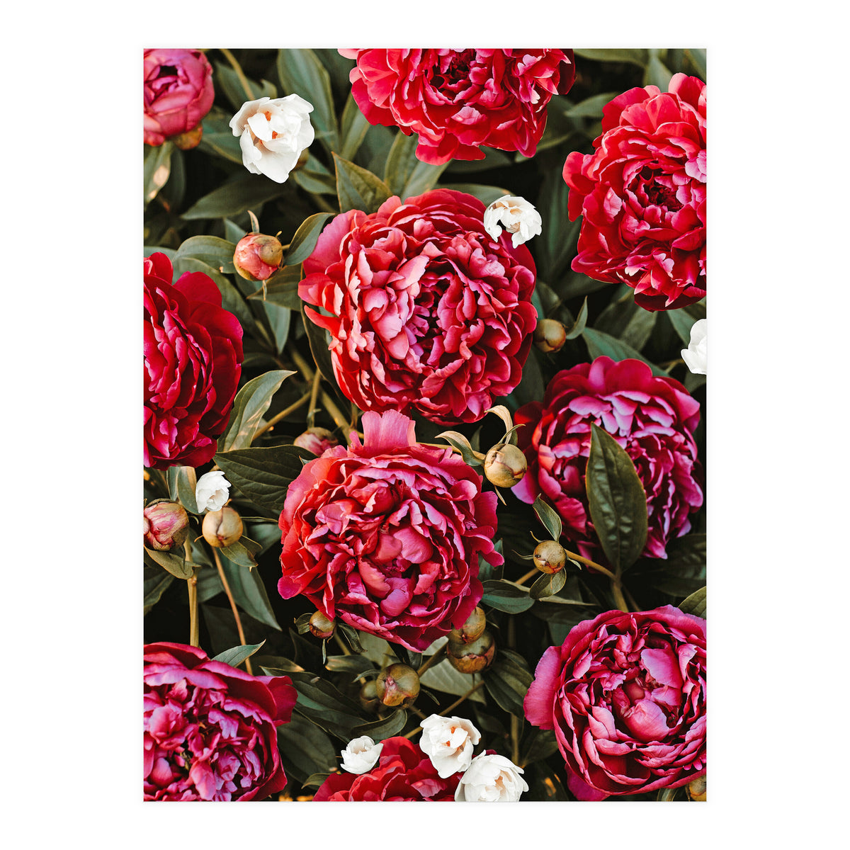 Blossom Love (Print Only)