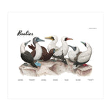Boobies (Print Only) thumbnail