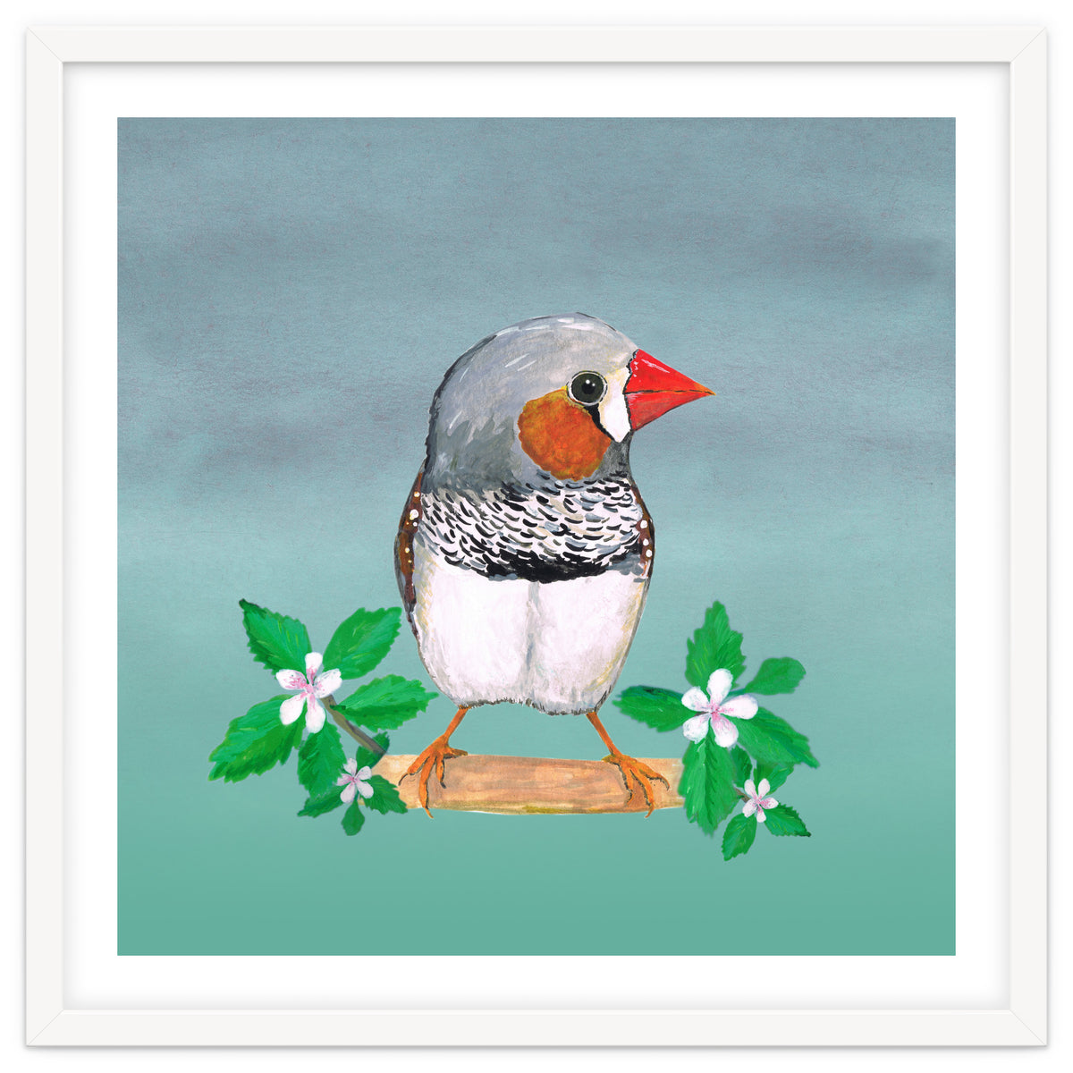 Zebra finch