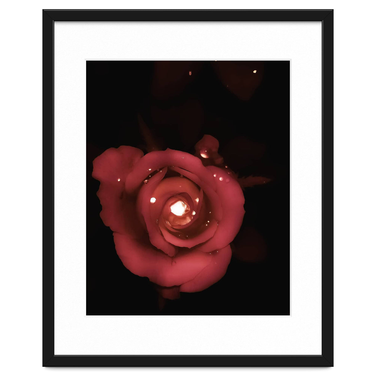 Lighting Rose