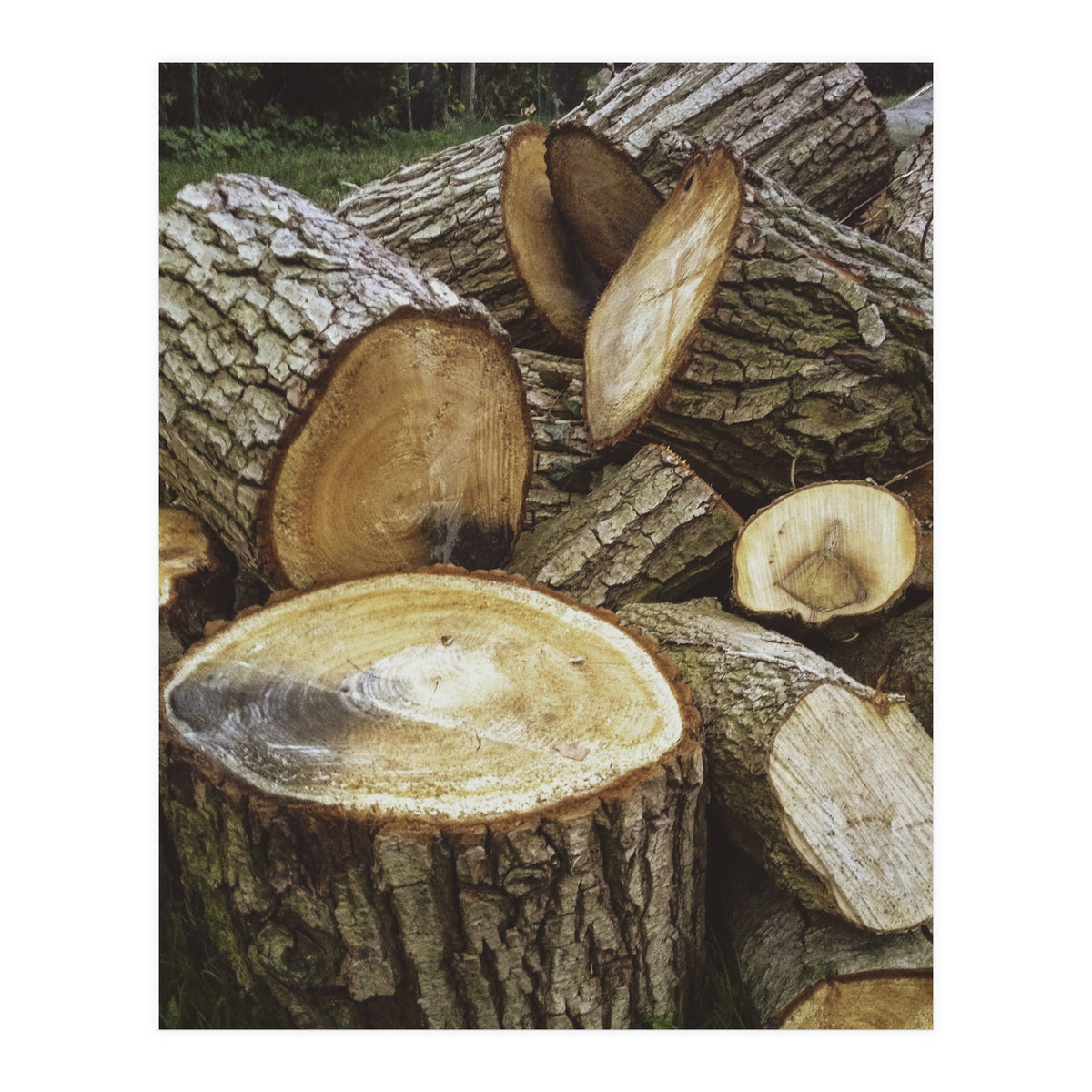 Bucolism 4 (Print Only)