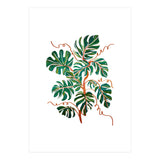 Monstera Deliciosa (Print Only) thumbnail