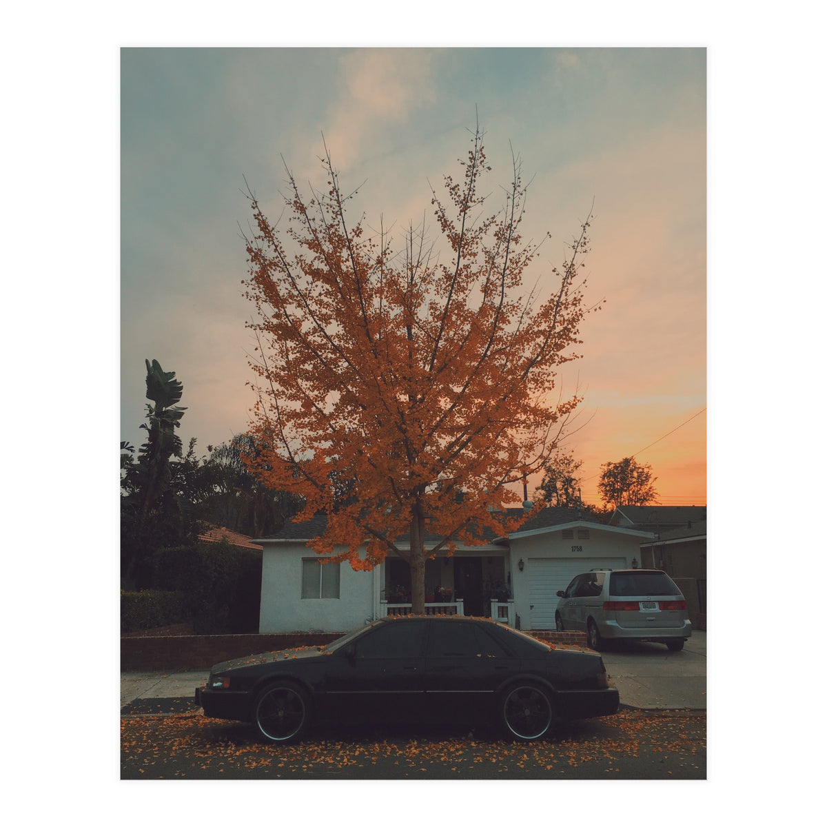 Autumn tree (Print Only)