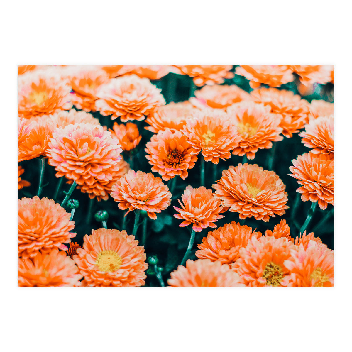 February (Print Only)