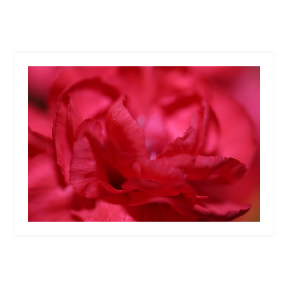 Red Peony (Print Only)