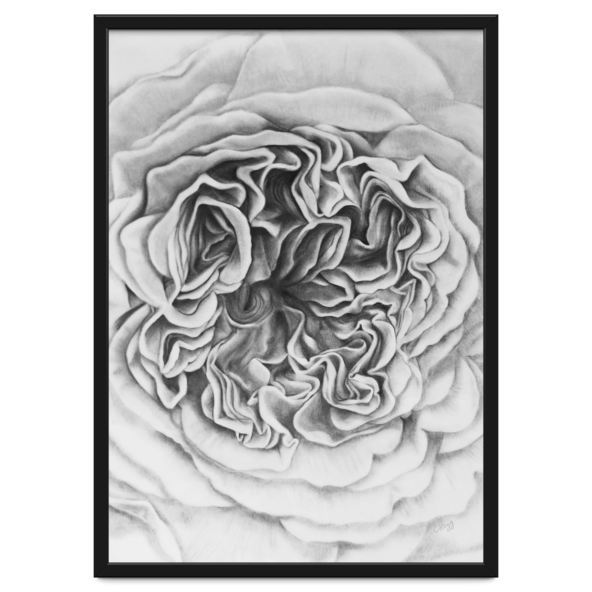 A Rose in Monochrome