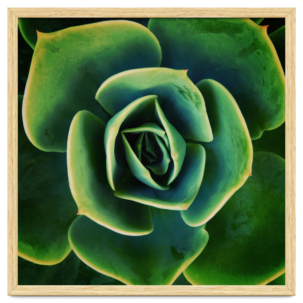 DARKSIDE OF SUCCULENTS XIII