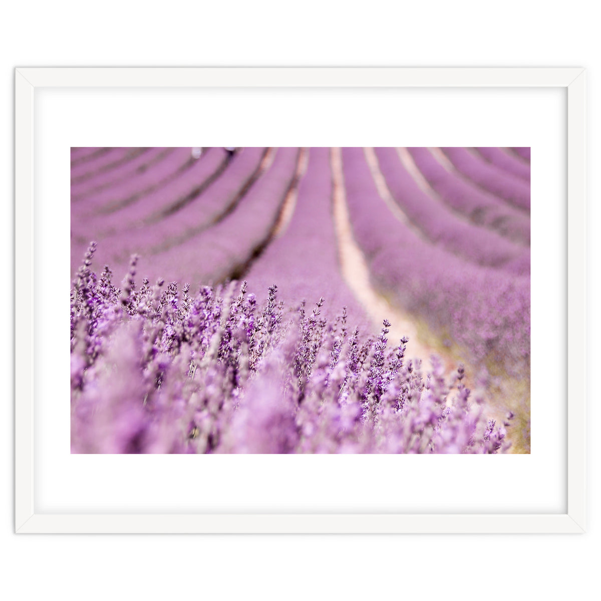 Lavender Happiness