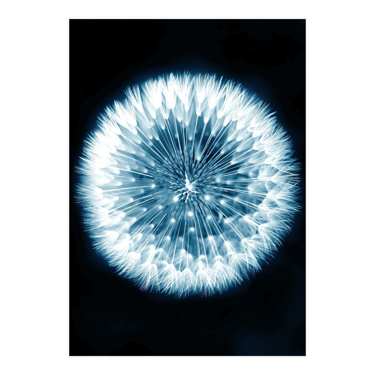 Taraxacum Officinale (Print Only)