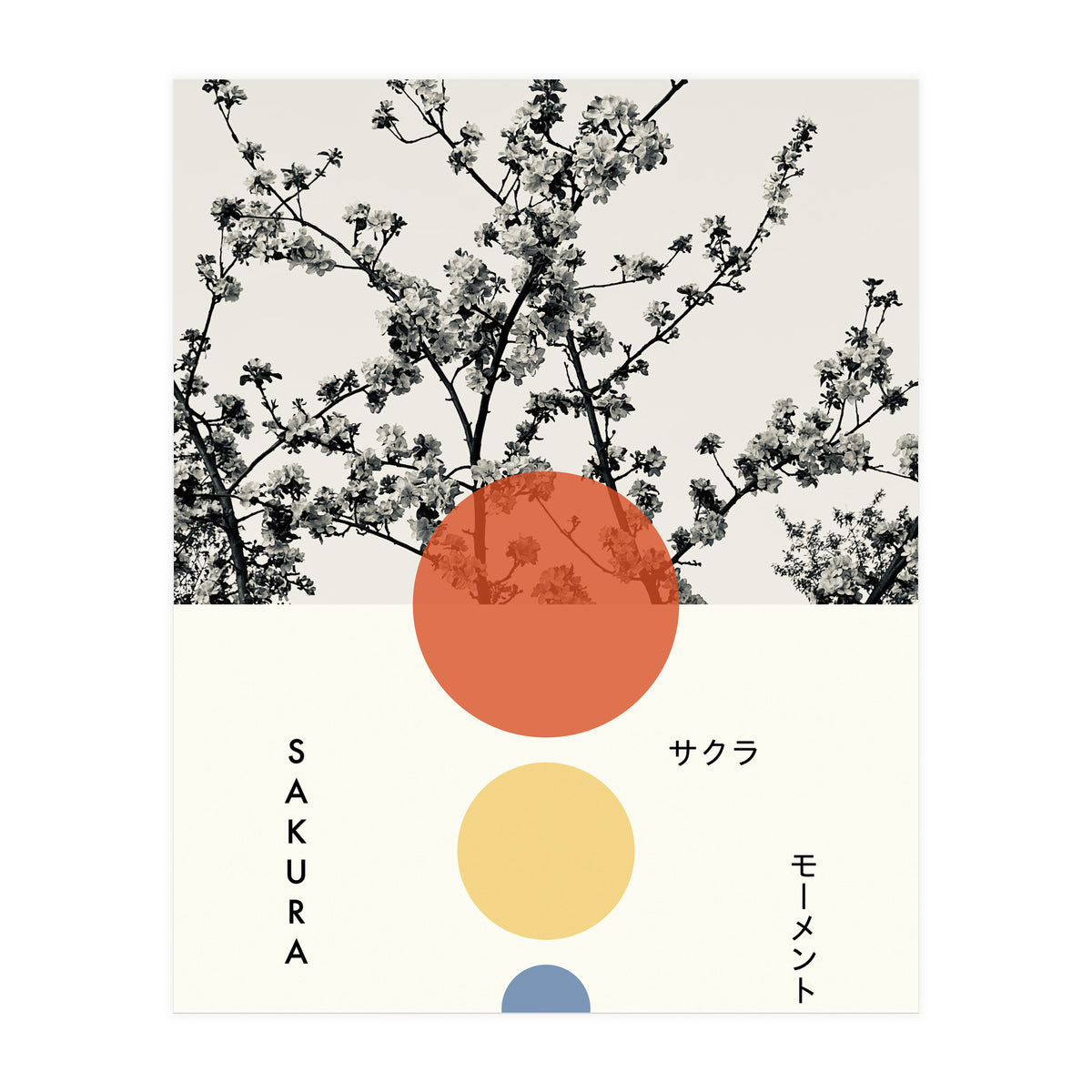 Sakura - Cherry blossom - Japanese - Photography (Print Only)