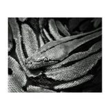 Snake (Print Only) thumbnail
