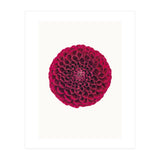Cc Flower 03 (Print Only) thumbnail