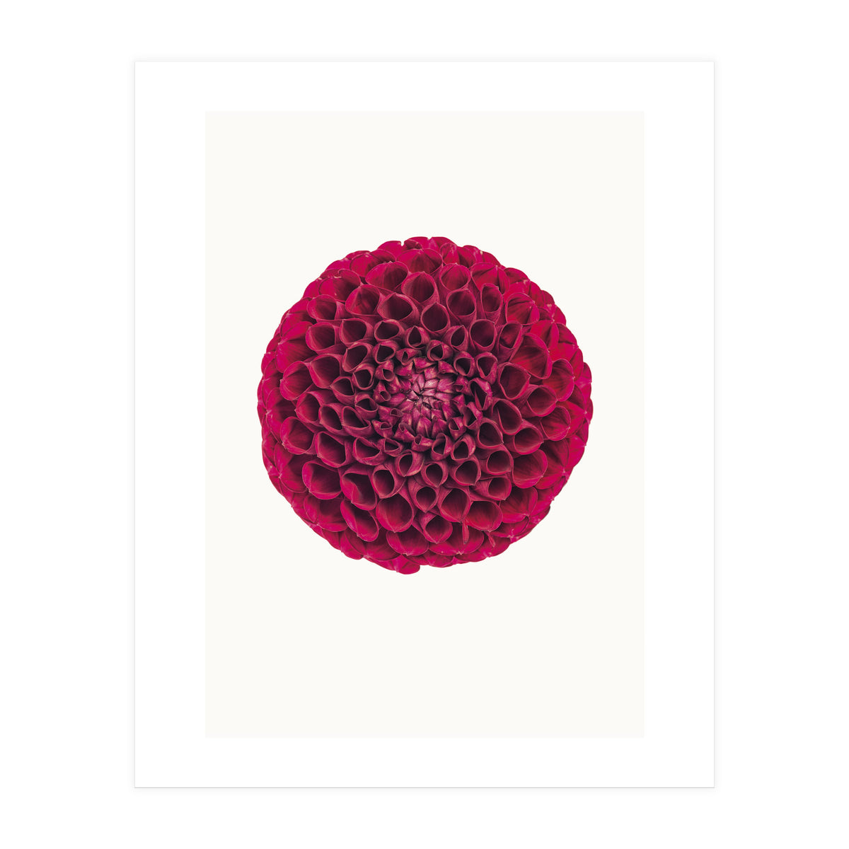 Cc Flower 03 (Print Only)