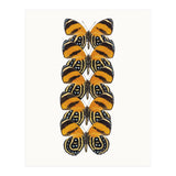 Cc Butterflies 07 (Print Only) thumbnail