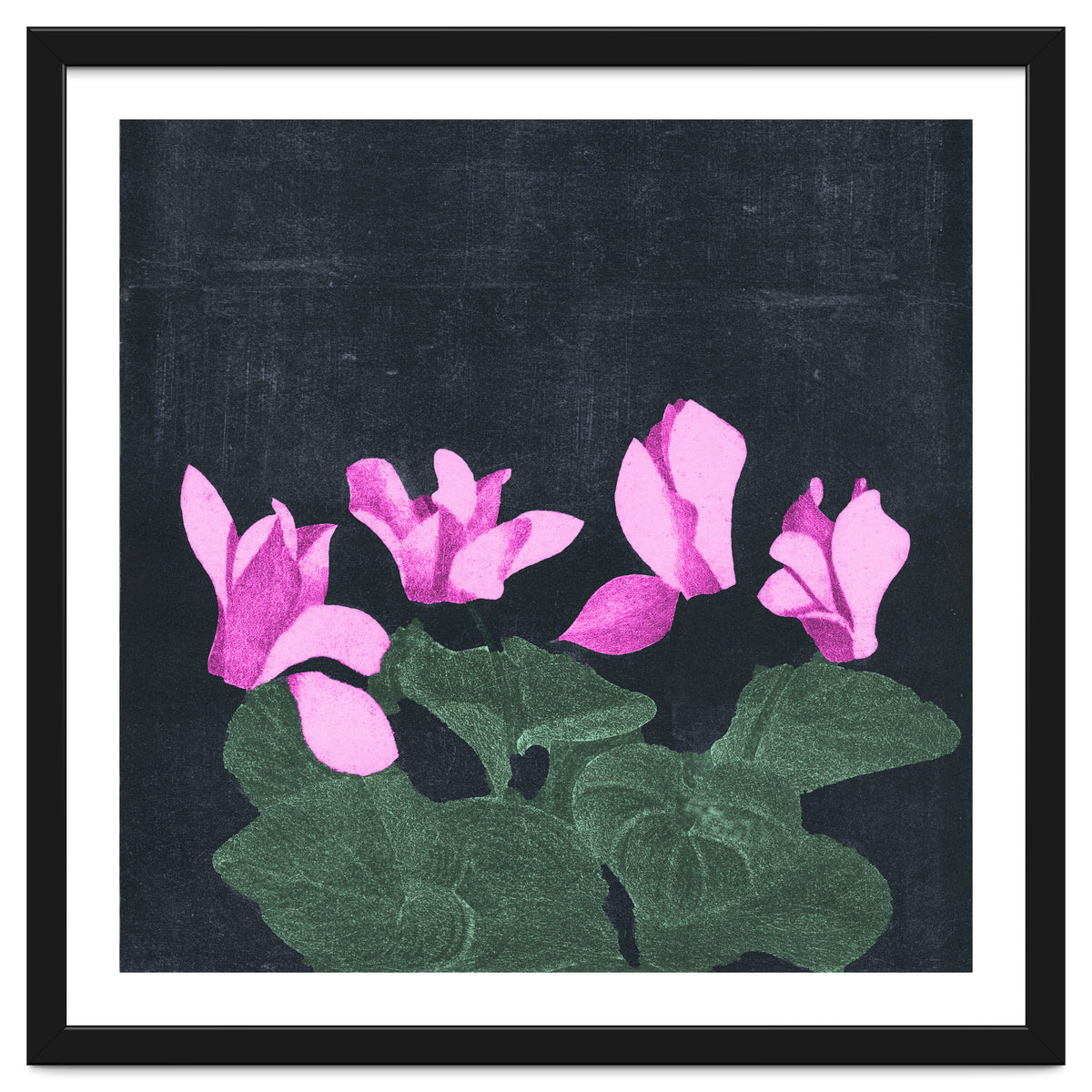 Cyclamen