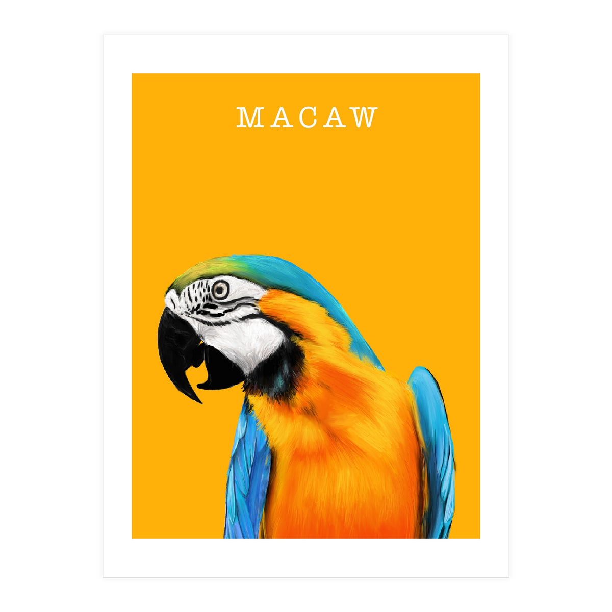 Macaw (Print Only)