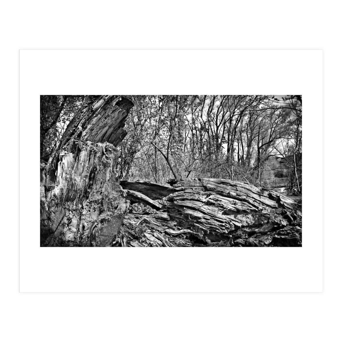 Rotten wood (Print Only)