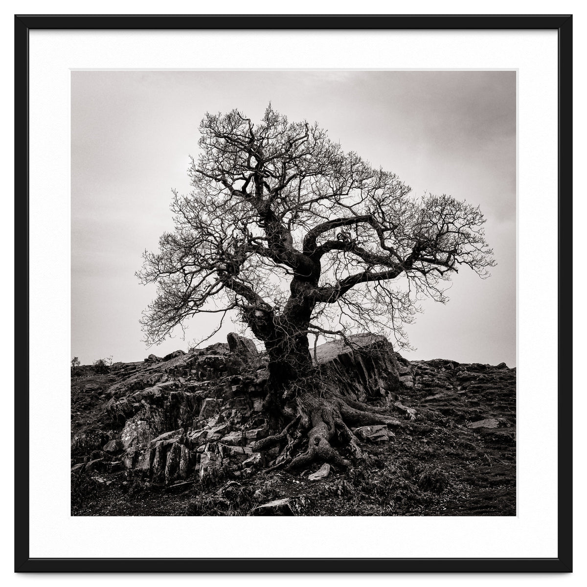 Gnarled Tree