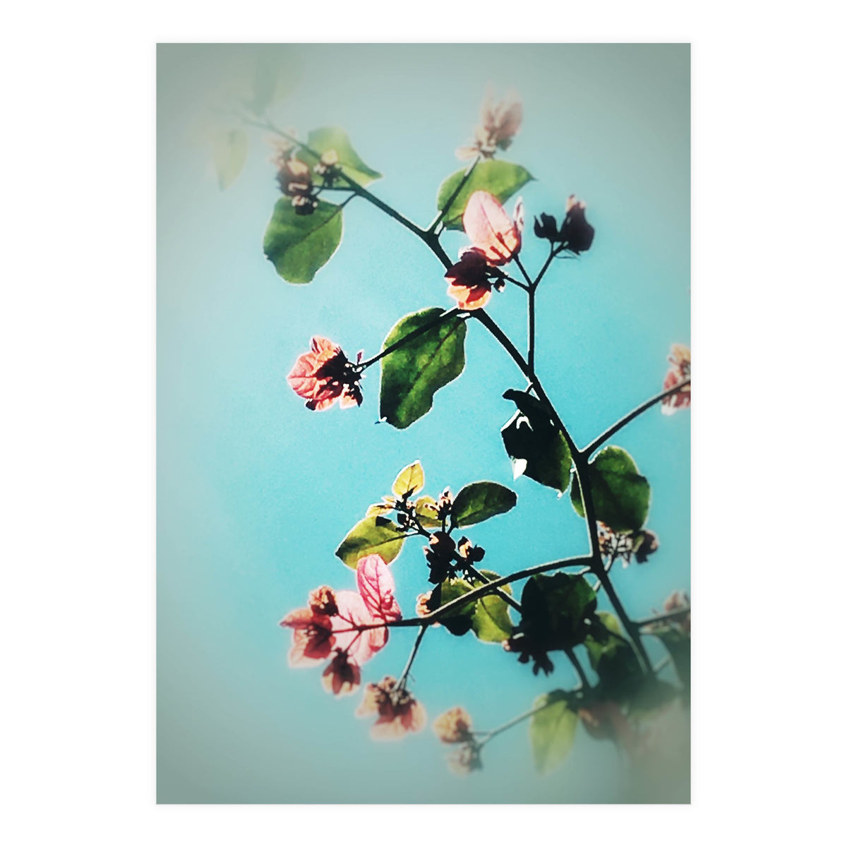 BLOOM & BEAUTY (Print Only)