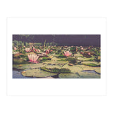 Waterlilies (Print Only) thumbnail