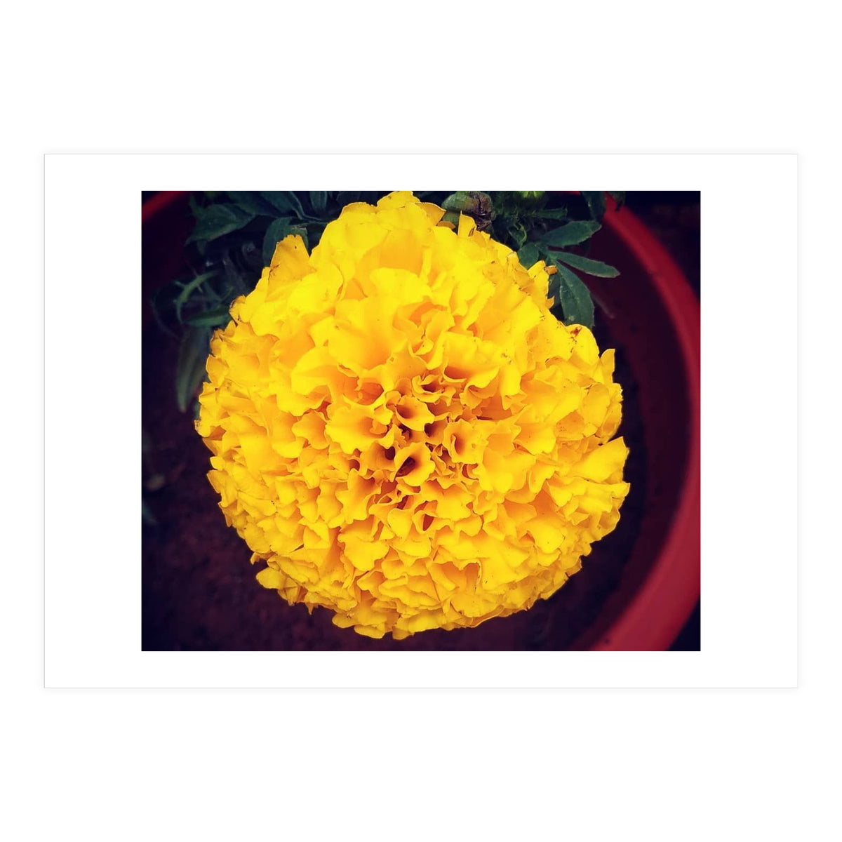 Yellow Chrysanthemum (Print Only)