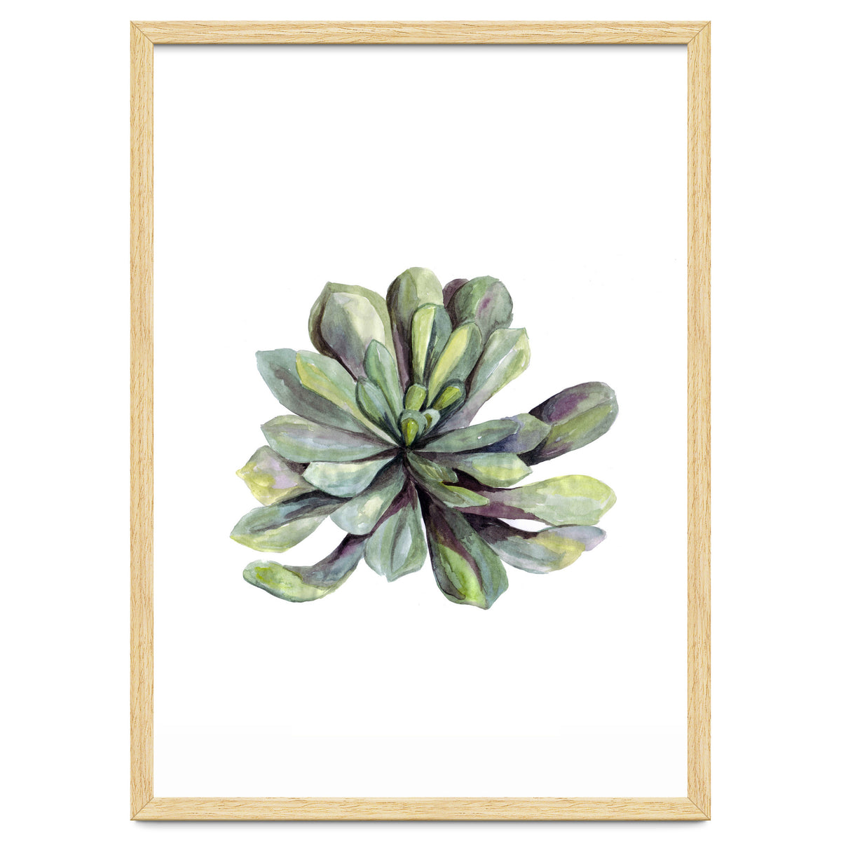 Botanical Illustration Succulent