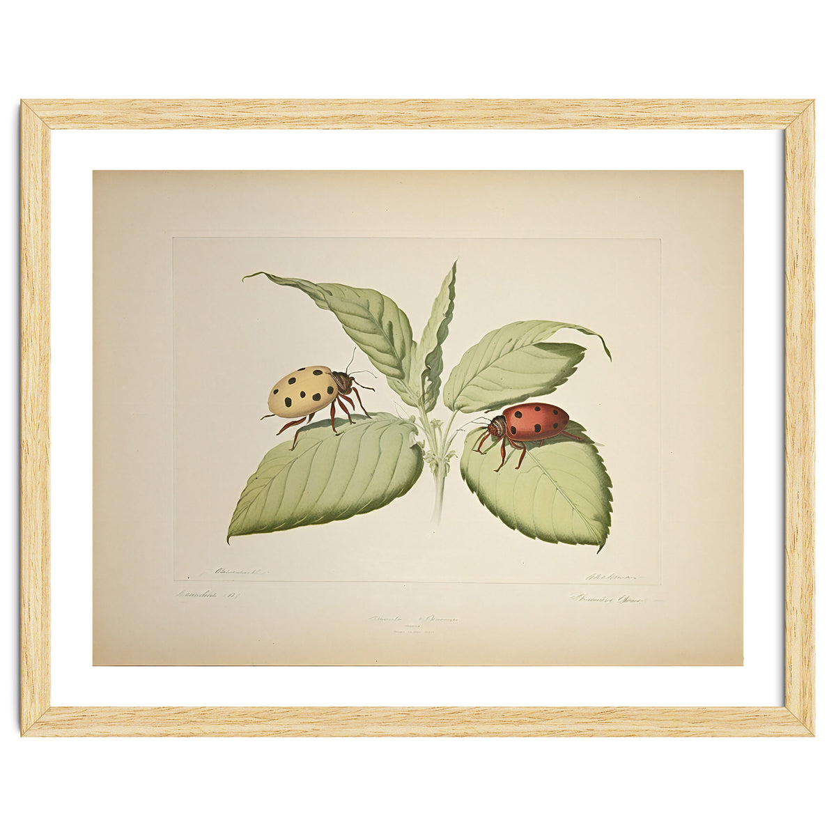 Vintage Ladybirds Illustration