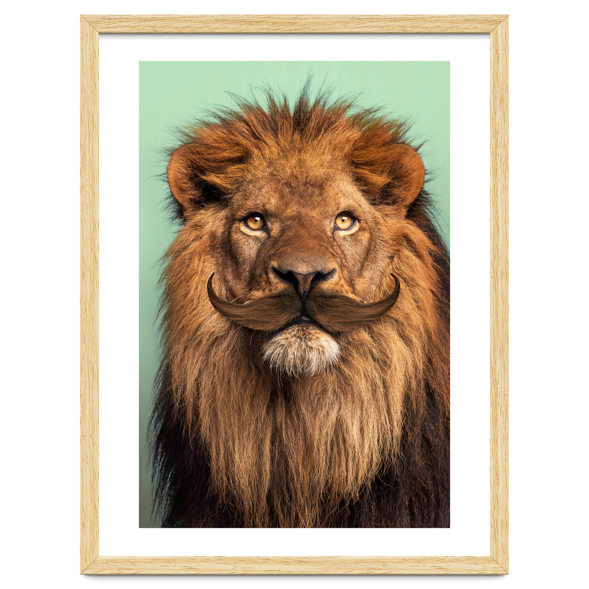 Bearded Lion