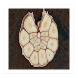 Garlic Italian Cuisine (Print Only) thumbnail