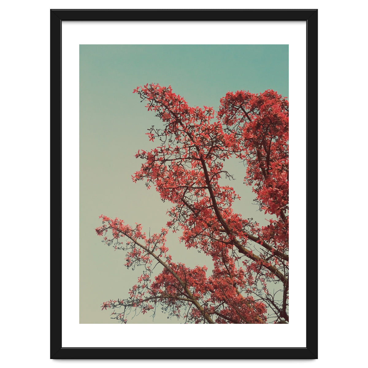 Red blossoms