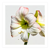 Amaryllis 1 (Print Only) thumbnail