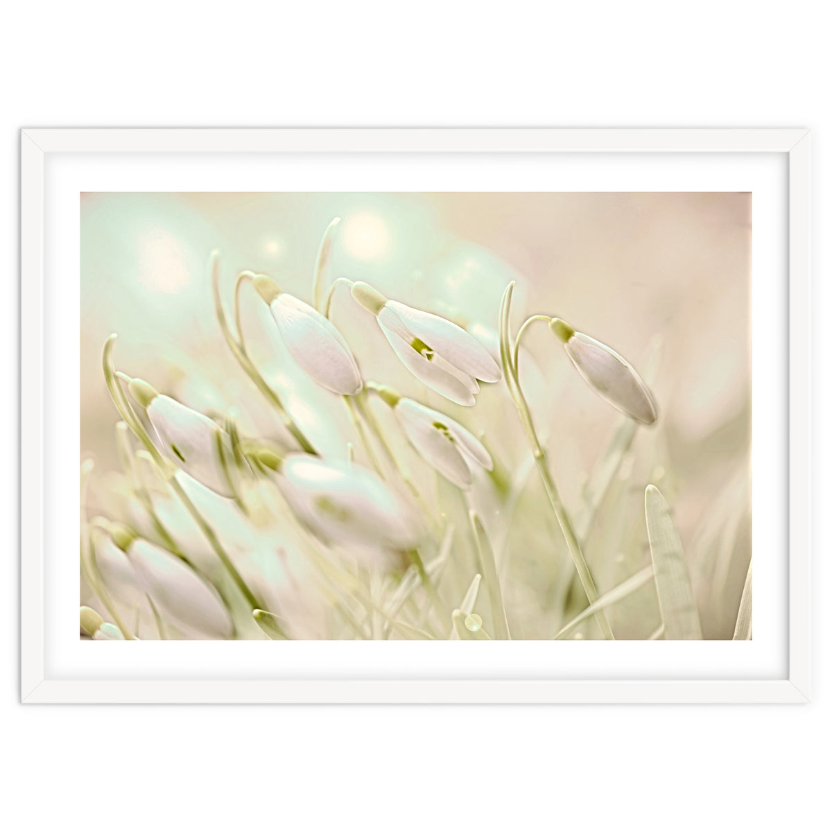 Enchanting Snowdrops