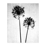 Dandelion  (Print Only) thumbnail