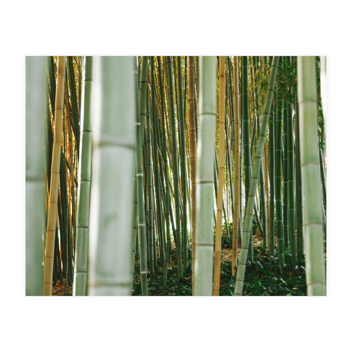 Scorpion (Print Only)