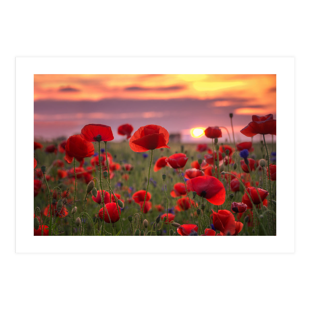 Poppies at Evening (Print Only)