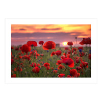 Poppies at Evening (Print Only)