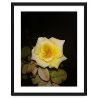 Yellow Rose