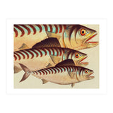 Fish Classic Designs 8 (Print Only) thumbnail