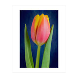 Tulip (Print Only) thumbnail