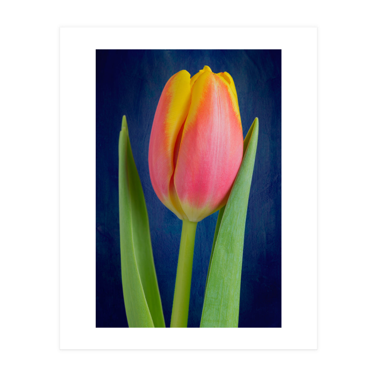 Tulip (Print Only)